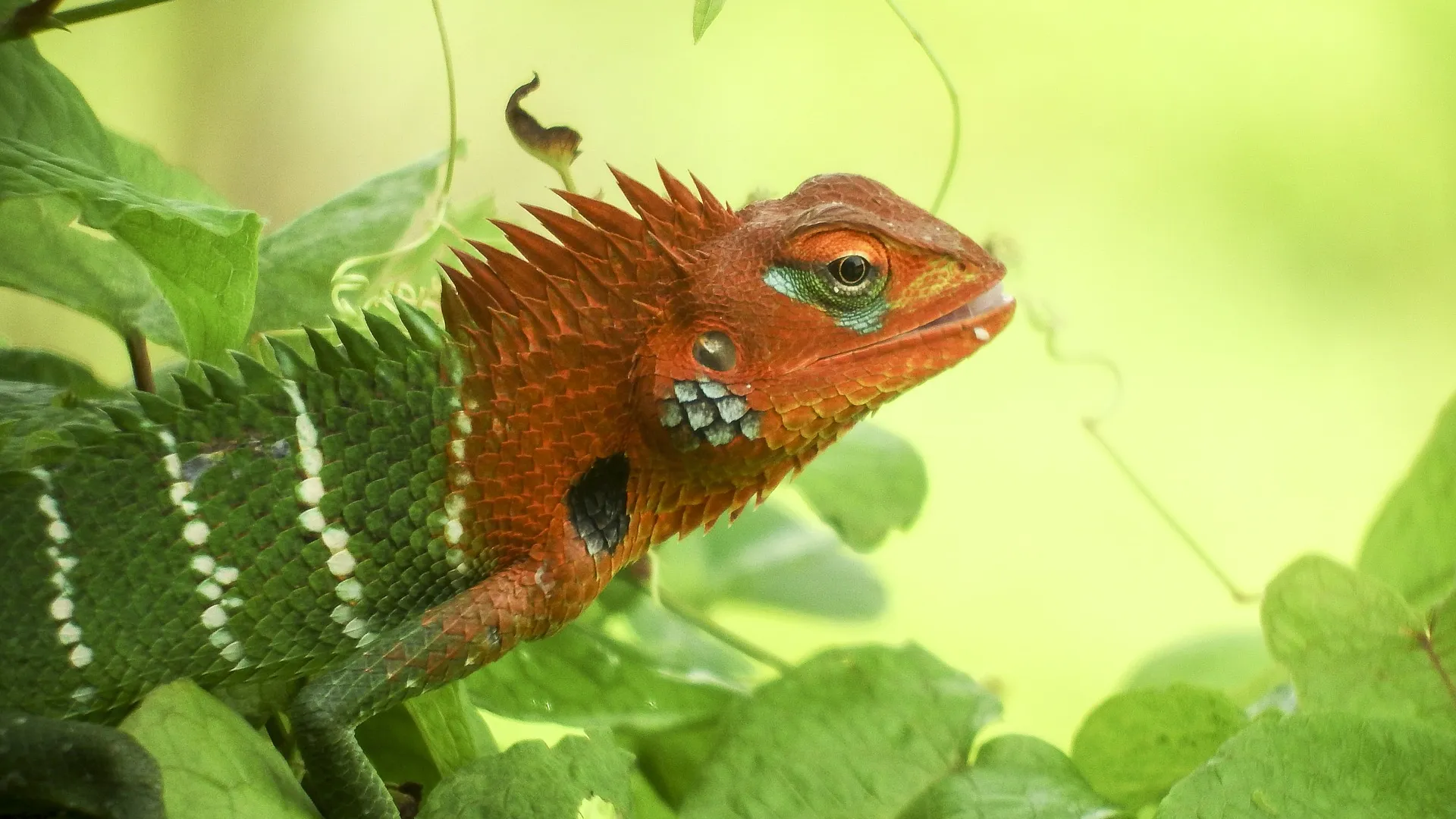 Wildtier_Reptil